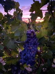 CABERNET SAUVIGNON