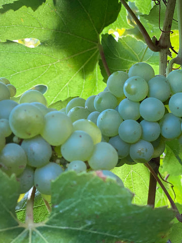CHARDONNAY