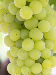 MOSCATO