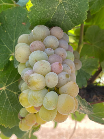 GEWURZTRAMINER