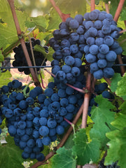 FAMILY RANGE SHIRAZ